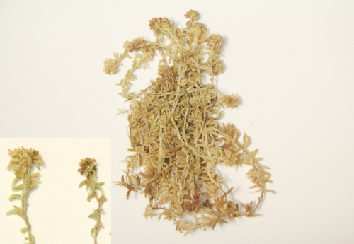Bryophyte specimen